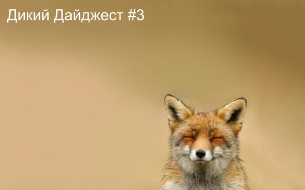 Дикий Дайджест #3
