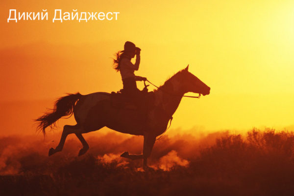 Дикий Дайджест. Соцсети, Яндекс Новости и Play Boy