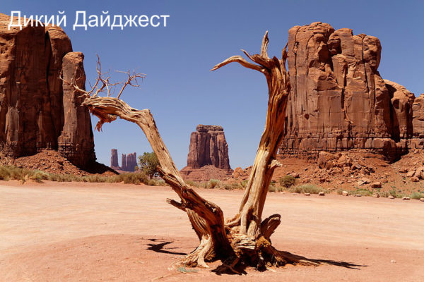 Дикий Дайджест